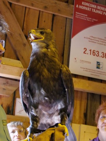 A 11. (2012. évi) tábor